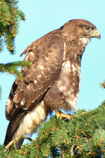 Mäusebussard (9).jpg